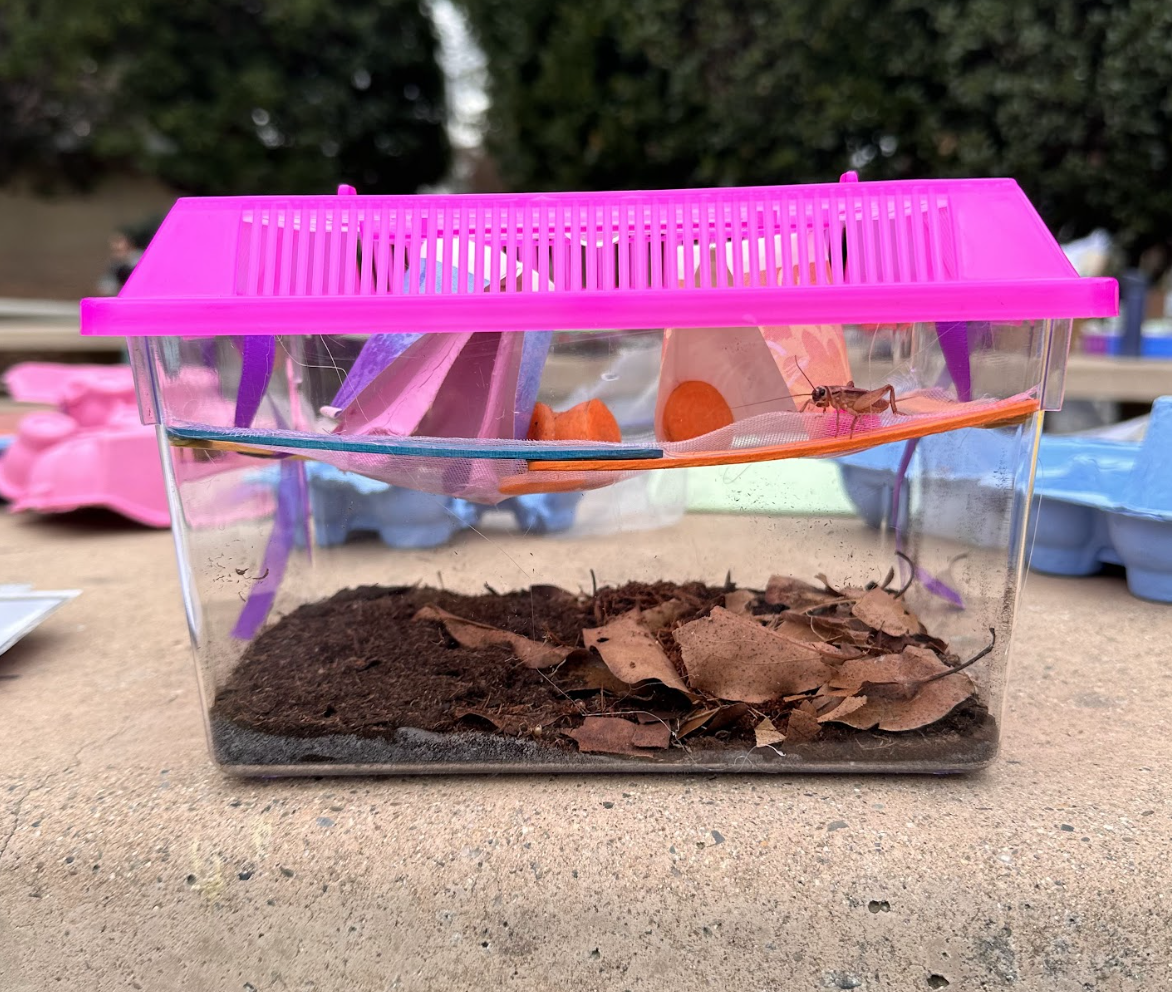 Hornworm Habitat Build